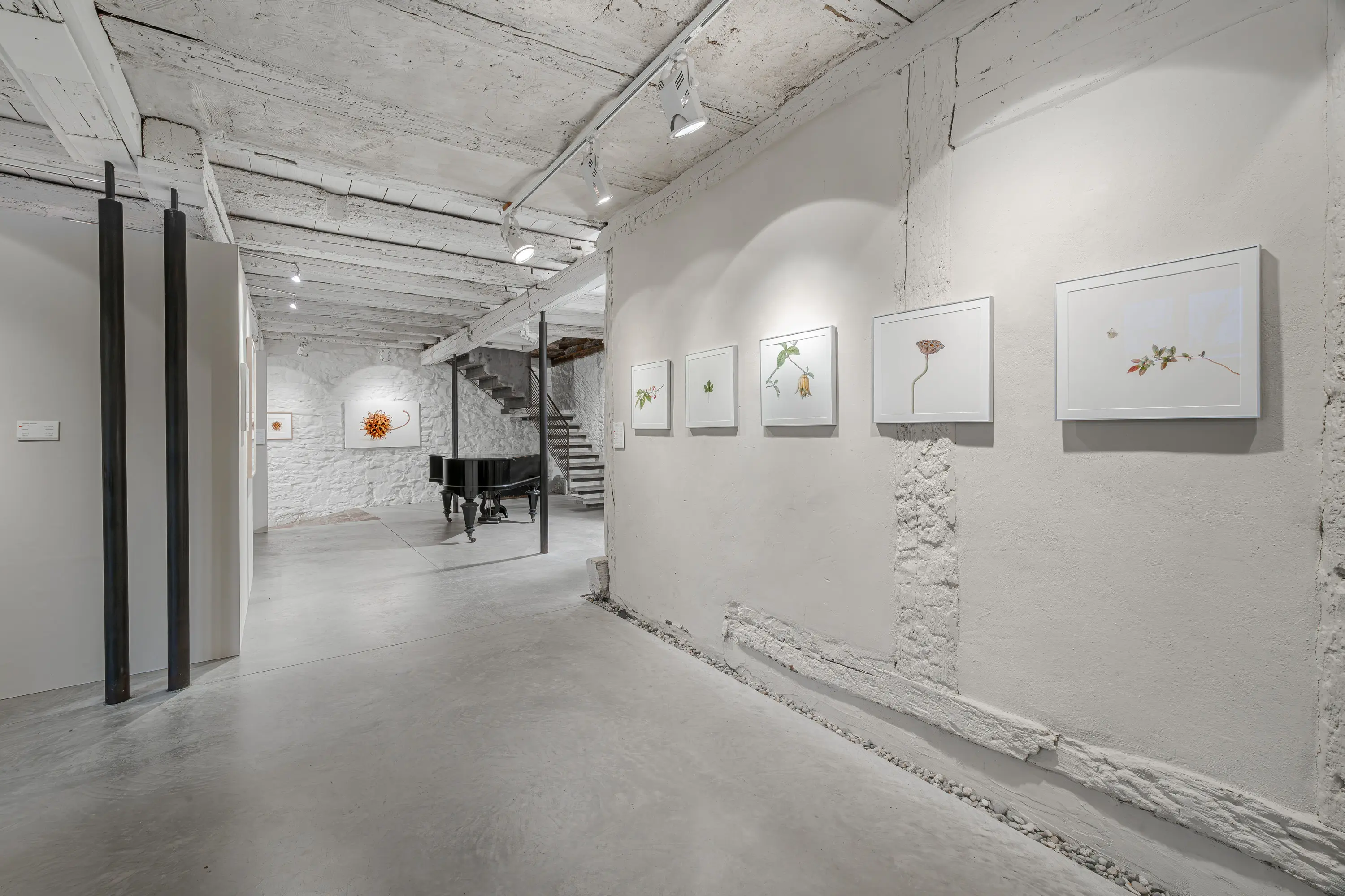 Ausstellungsraum mit Pflanzenbildern im Forum Botanische Kunst