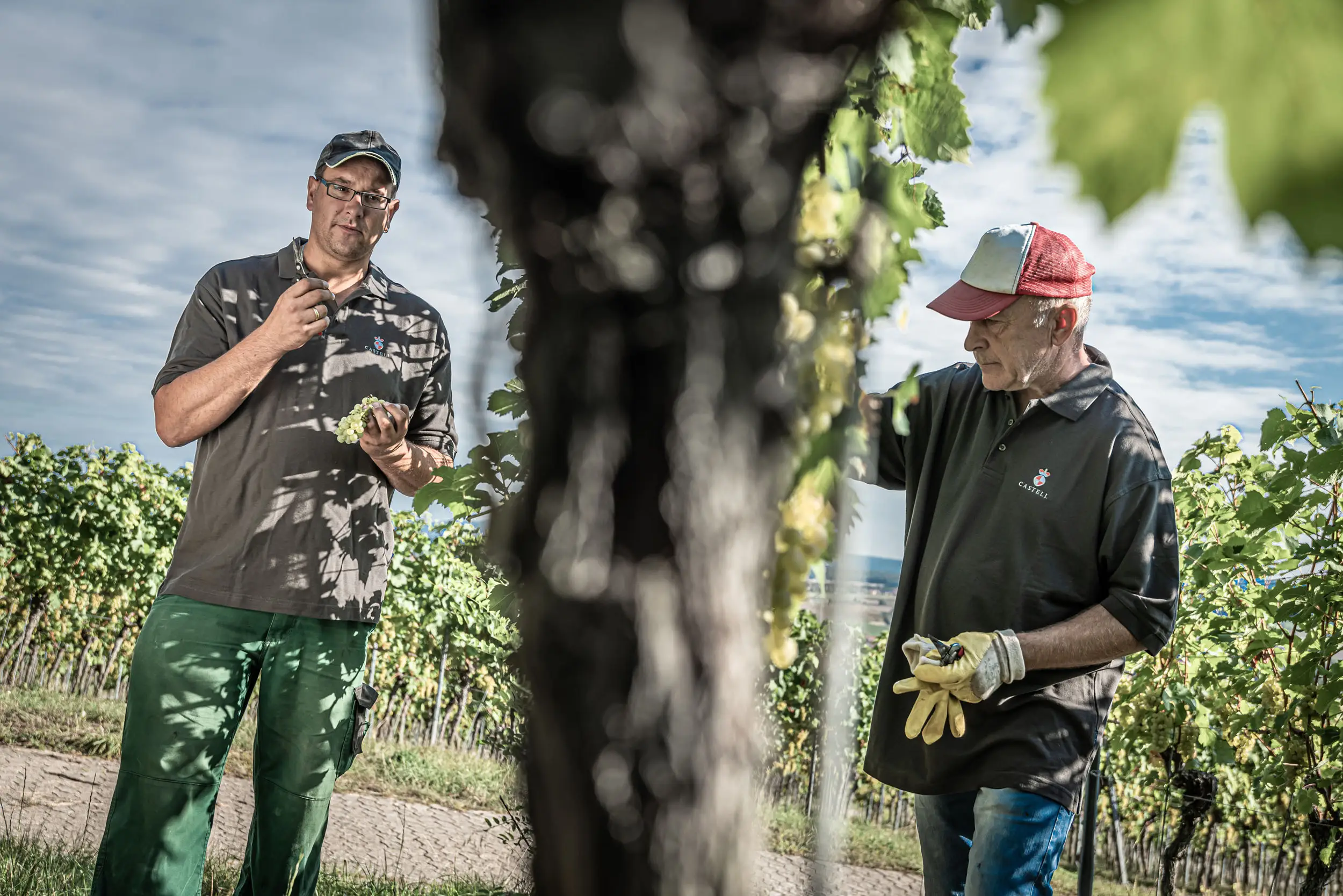 Zwei Winzer bei der Arbeit im Weinberg, Castell