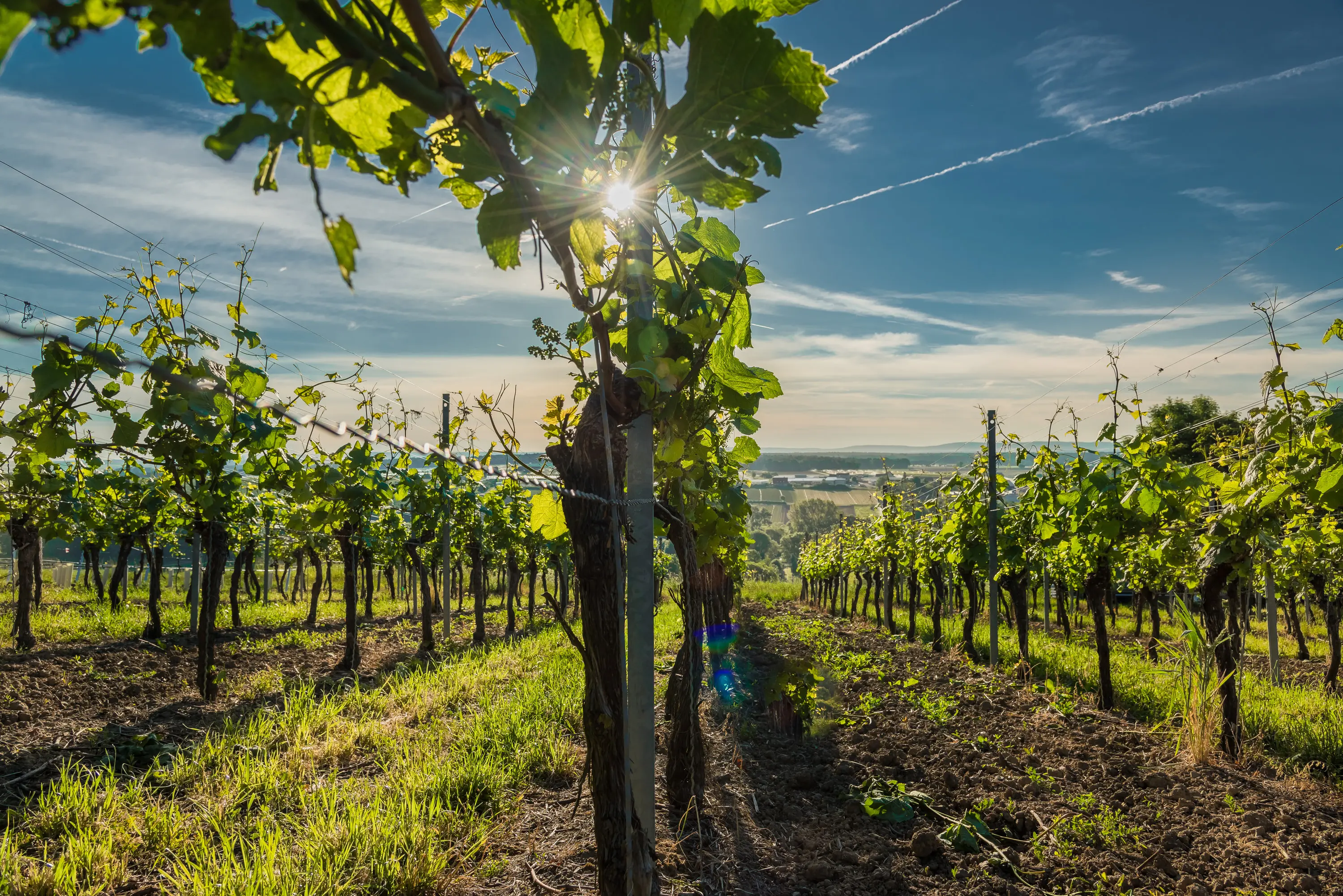 Weinberg im Gegenlicht mit Blick ins Tal, Weingut Burrlein